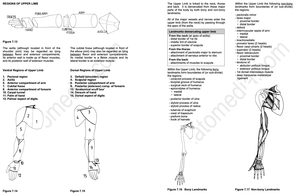 Upper limb anatomy booklet sample pages